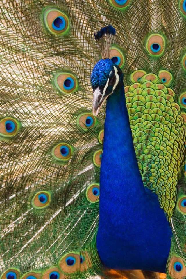 Shangrala's Colorful Birds