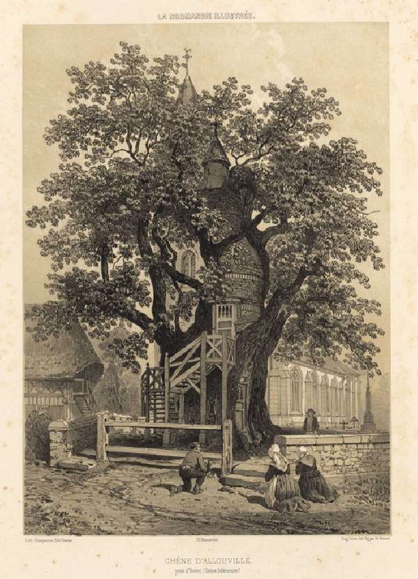 Shangrala's Chapel Oak