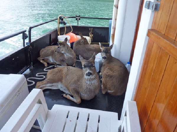 Shangrala's Deer Rescue