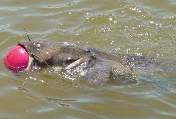 Shangrala's True Fish Tale