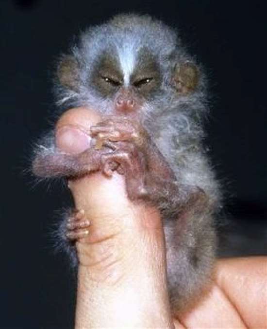 Shangrala's Finger Monkeys