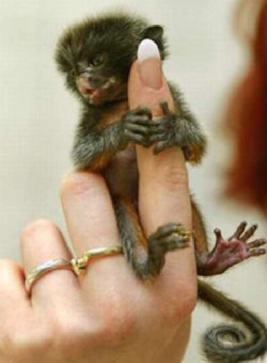 Shangrala's Finger Monkeys
