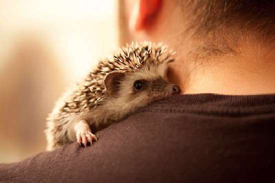 Shangrala's Aww Animals 7