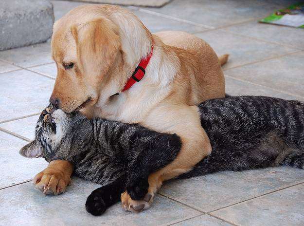 Shangrala's Best Buddies