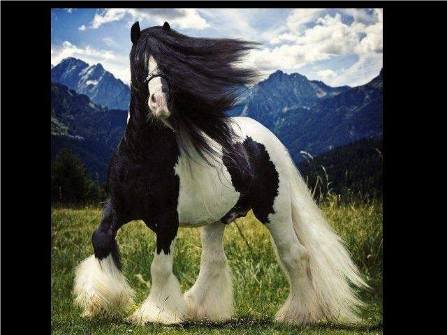 Shangrala's God's Most Beautiful 2!