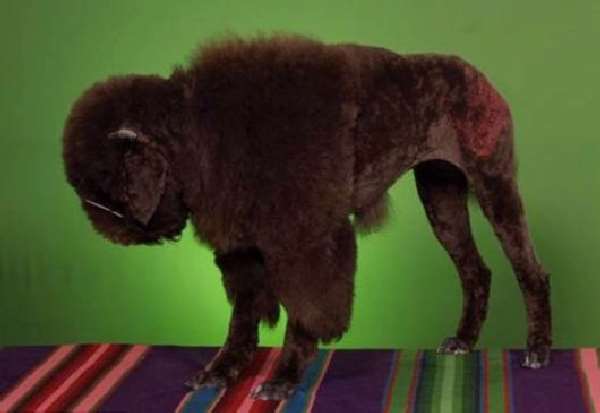Shangrala's China's Craze For Dogs