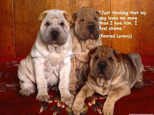 Shangrala's Why We Love Dogs
