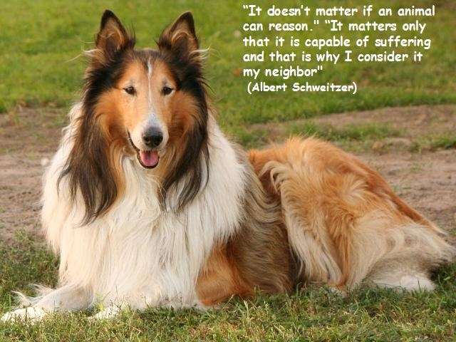 Shangrala's Why We Love Dogs
