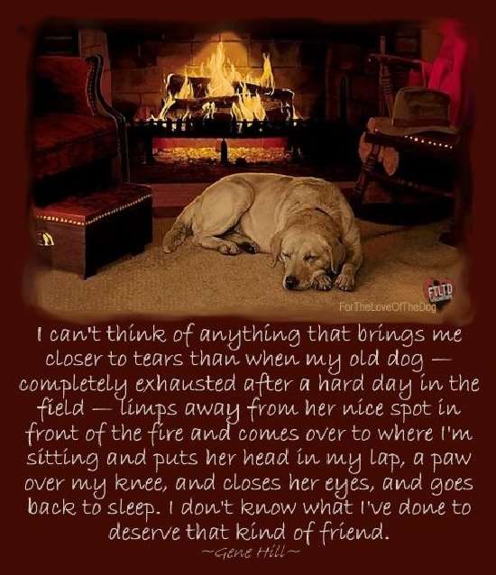 Shangrala's Dogs