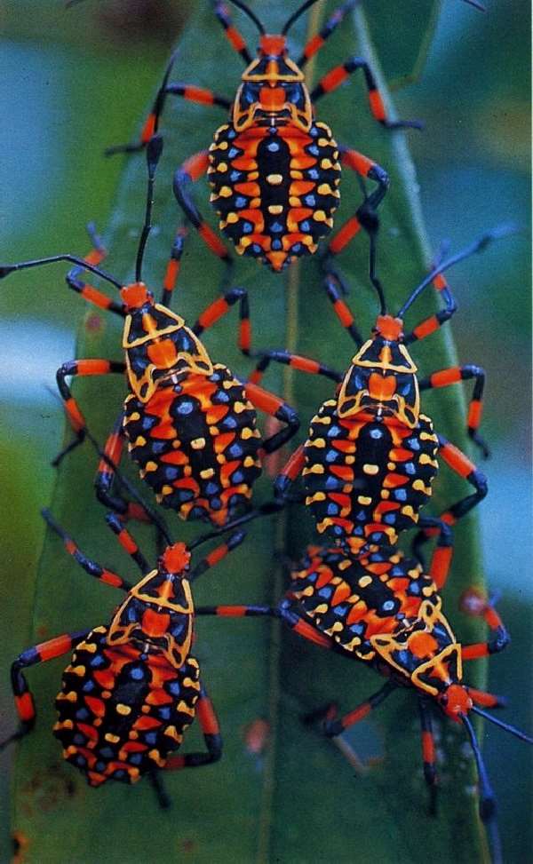 Shangrala's Pretty Bugs