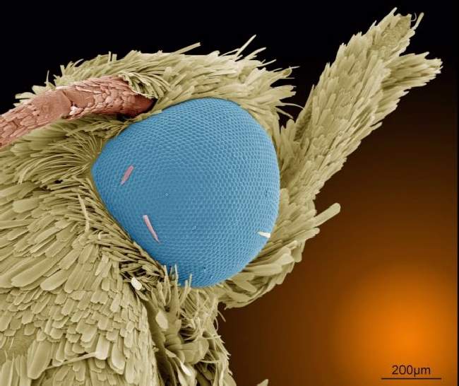 Microscopic Winners