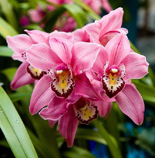 Shangrala's Among The Orchids