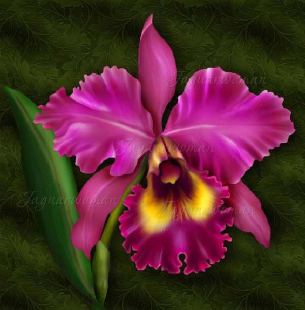 Shangrala's Among The Orchids