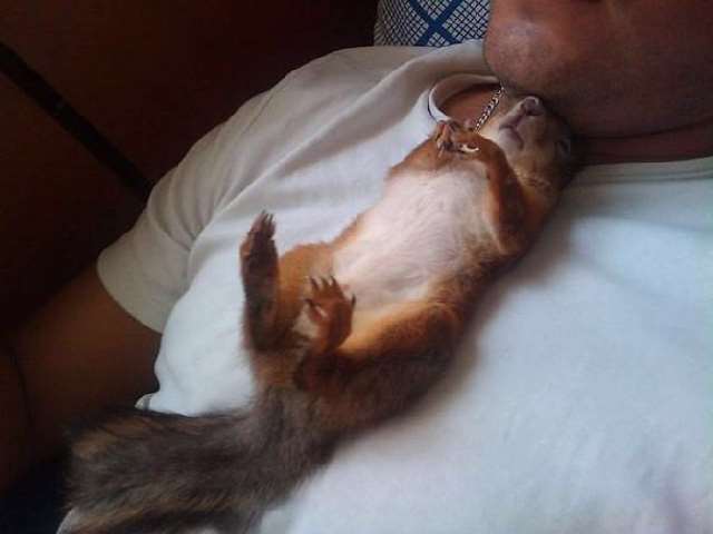 Shangrala's Rescued Squirrel