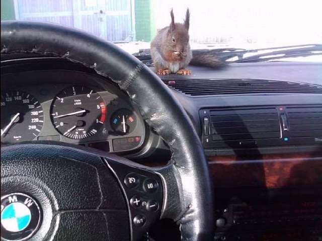 Shangrala's Rescued Squirrel