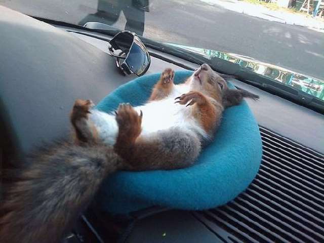 Shangrala's Rescued Squirrel