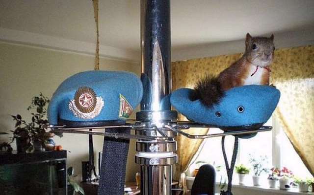 Shangrala's Rescued Squirrel