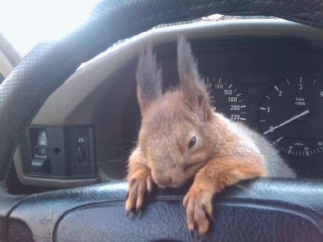 Shangrala's Rescued Squirrel