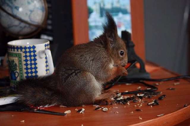 Shangrala's Rescued Squirrel