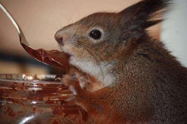 Shangrala's Rescued Squirrel
