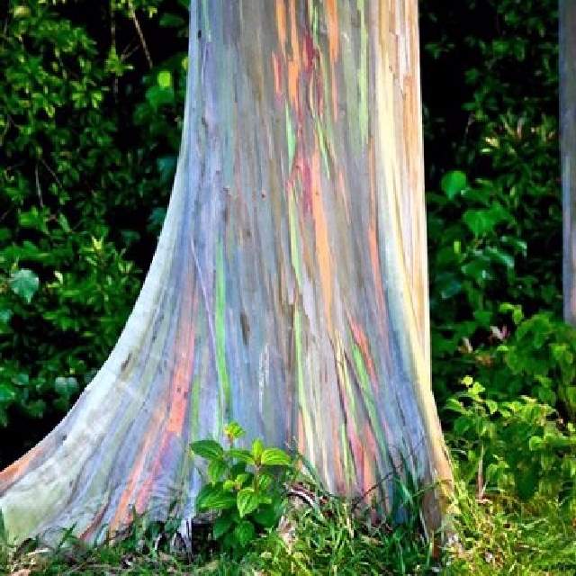 Shangrala's Rainbow Eucalyptus Tree