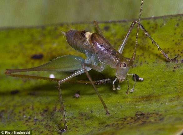 Shangrala's Scientists Unveil New Species