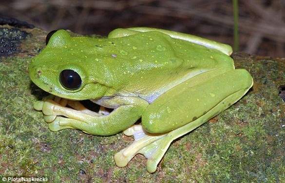 Shangrala's Scientists Unveil New Species