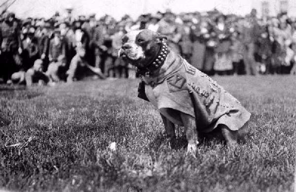 Shangrala's                                                           Sgt. Stubby                                                           War Dog Hero