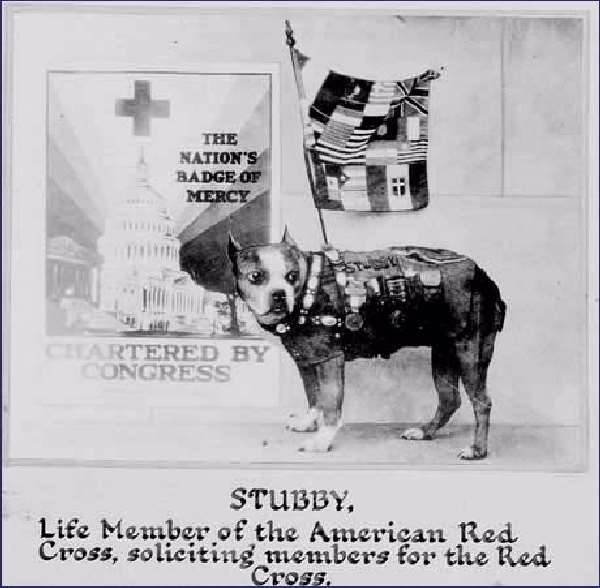 Shangrala's Sgt. Stubby                                             War Dog Hero