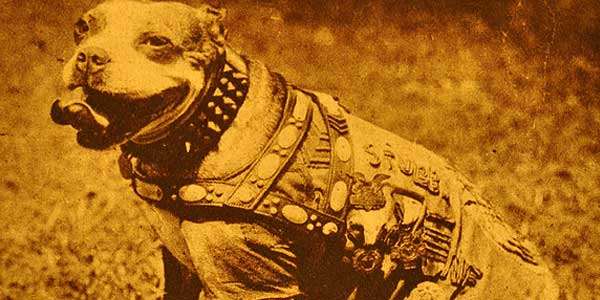 Shangrala's                                                           Sgt. Stubby                                                           War Dog Hero