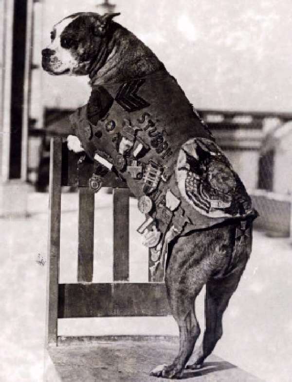 Shangrala's                                                           Sgt. Stubby                                                           War Dog Hero