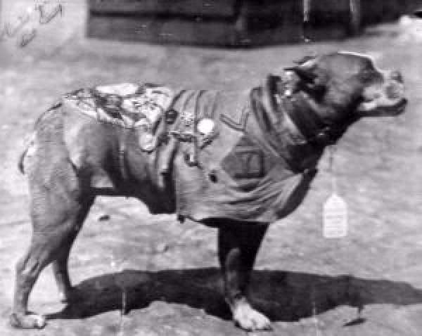 Shangrala's                                                           Sgt. Stubby                                                           War Dog Hero