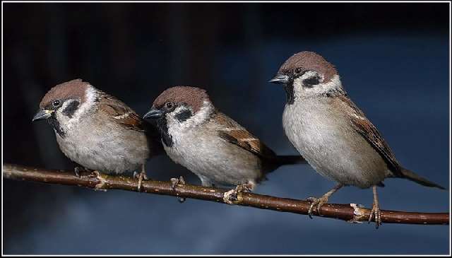 Shangrala's We Three Friends