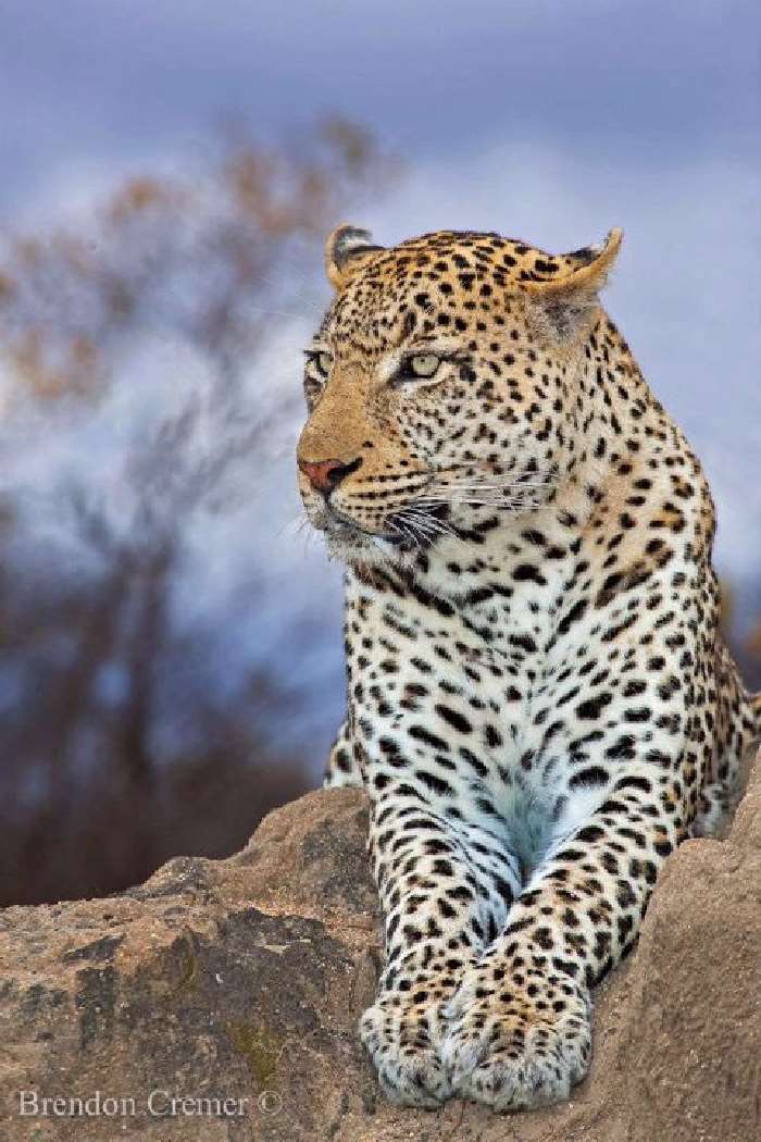 Shangrala's In The Wild With Brendon Cremer