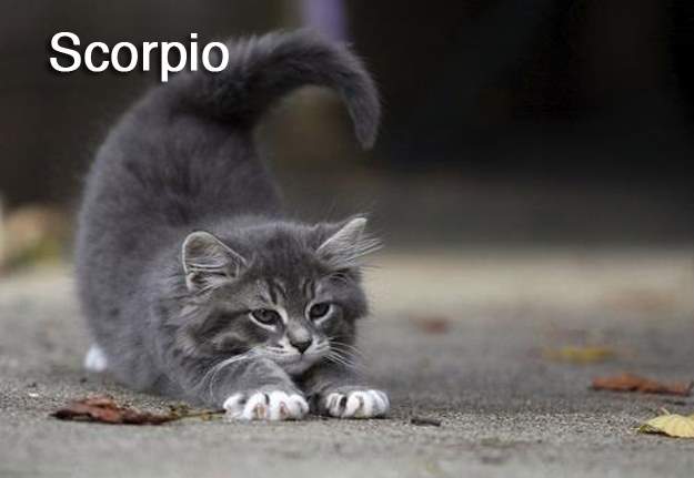 scorpio cat