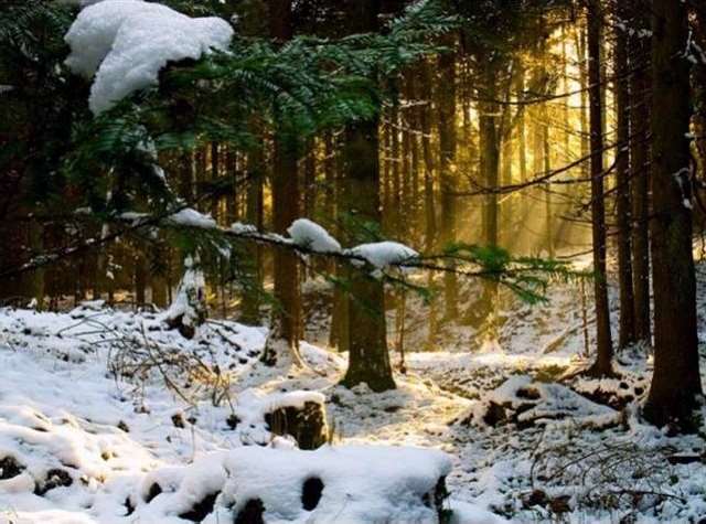 Shangrala's Winter Wildlife 2