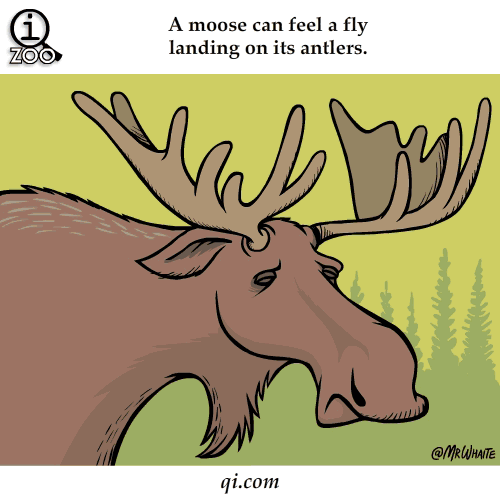 Shangrala's Funny Animal Facts