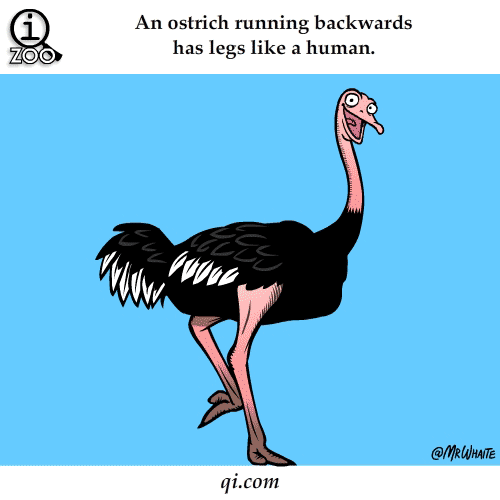 Shangrala's Funny Animal Facts