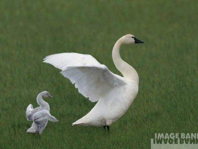 Shangrala's Animal Moms 3