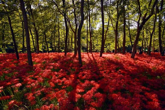 Shangrala's Autumn Around The World