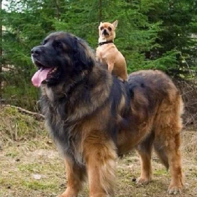 Shangrala's Big Baby Big Dogs
