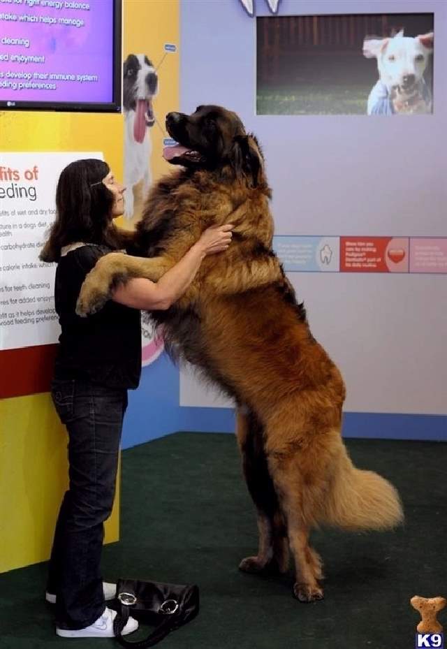 Shangrala's Big Baby Big Dogs