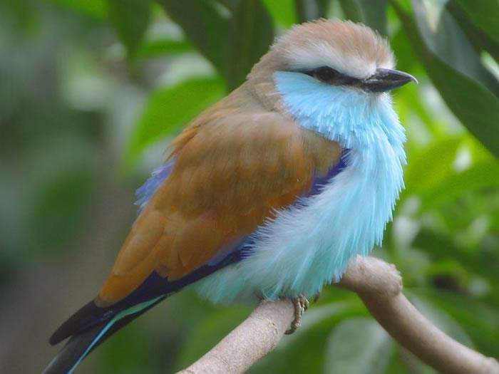 Shangrala's Colorful Birds 3