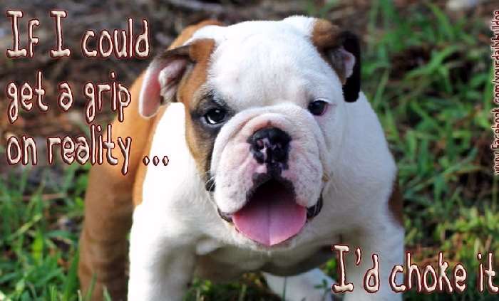 Shangrala's My Bulldog Life