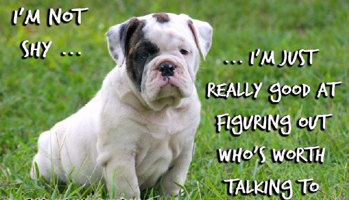 Shangrala's My Bulldog Life