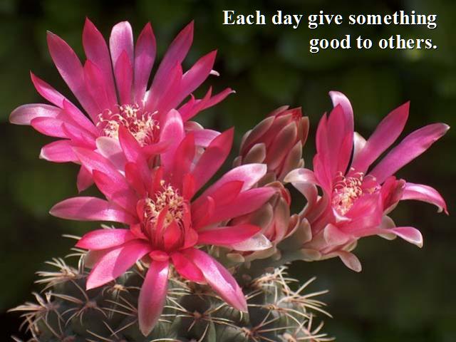 Shangrala's Beautiful Cactus Blooms