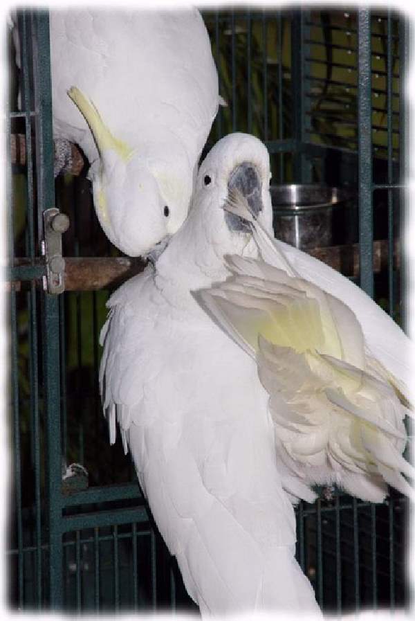 Shangrala's Australian Cockatoo Story