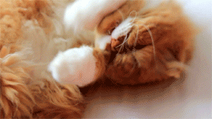 Shangrala's Dogs Vs Cats