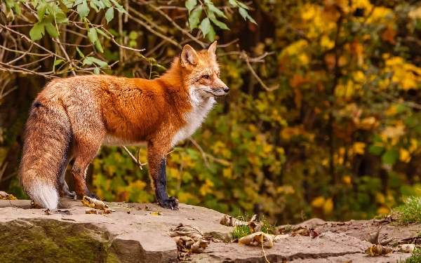 Shangrala's Animals In Fall 2
