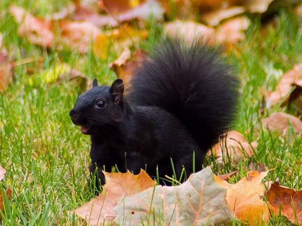 Shangrala's Animals In Fall
